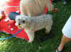 Sweetest, beautifulest dog in the whole ...JPG (60337 bytes)