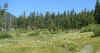 The Hills Are Alive With Fuzzy Dogs.JPG (33018 bytes)